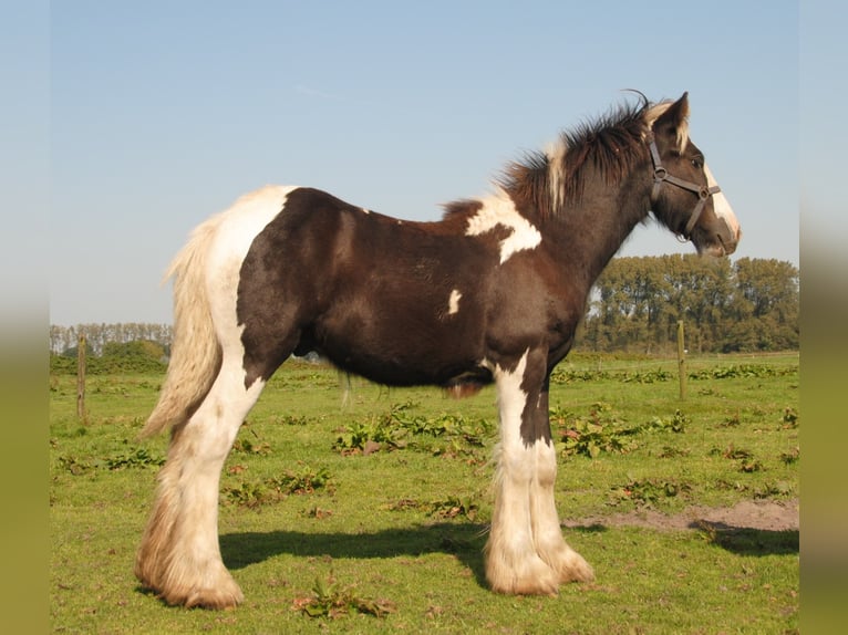 Cob Irlandese / Tinker / Gypsy Vanner Stallone Pezzato in Sprang-Capelle