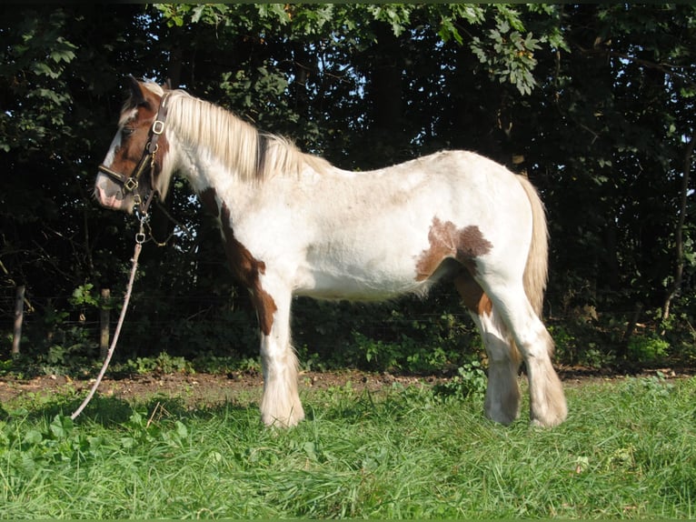 Cob Irlandese / Tinker / Gypsy Vanner Stallone Pezzato in Sprang-Capelle