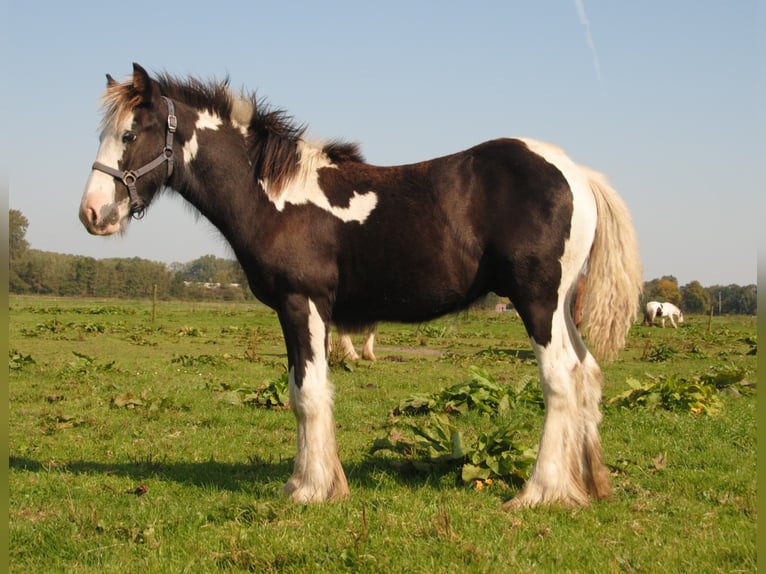 Cob Irlandese / Tinker / Gypsy Vanner Stallone Pezzato in Sprang-Capelle