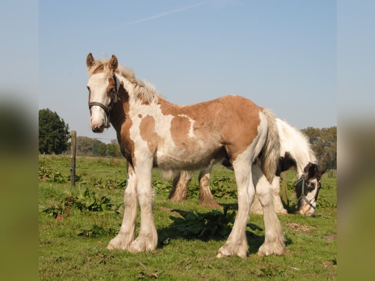 Cob Irlandese / Tinker / Gypsy Vanner Stallone Pezzato in Sprang-Capelle