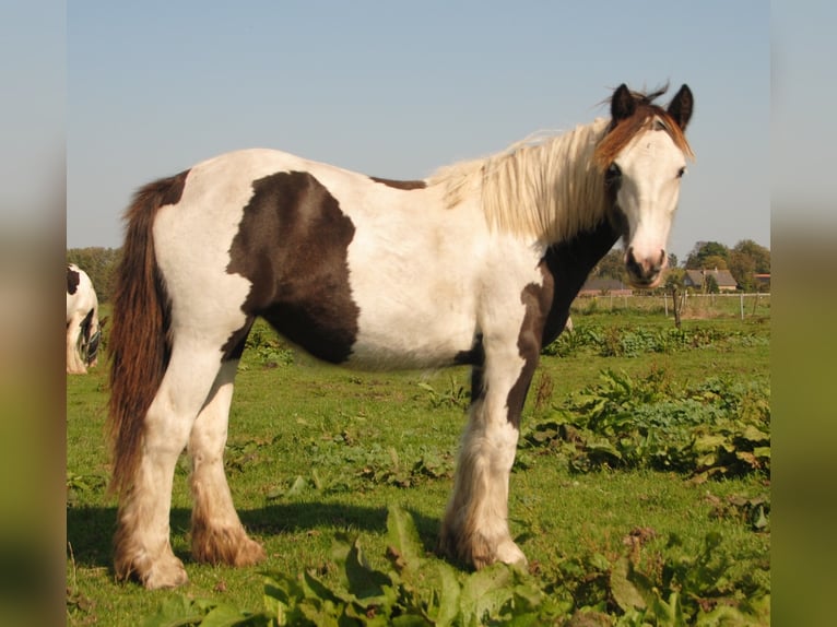 Cob Irlandese / Tinker / Gypsy Vanner Stallone Pezzato in Sprang-Capelle