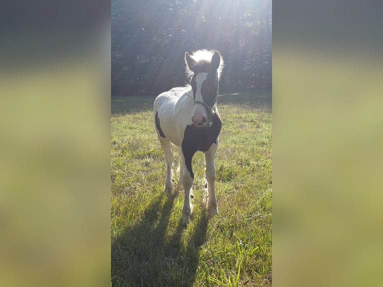 Cob Irlandese / Tinker / Gypsy Vanner Stallone Puledri (01/2024) 137 cm Pezzato in Rohrberg