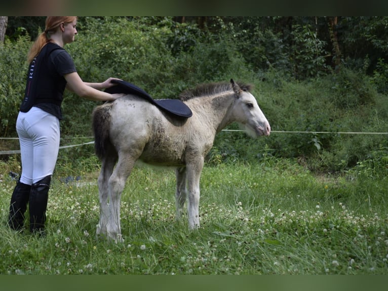 Cob Irlandese / Tinker / Gypsy Vanner Stallone Puledri
 (05/2024) 145 cm Leopard in Heiligengrabe