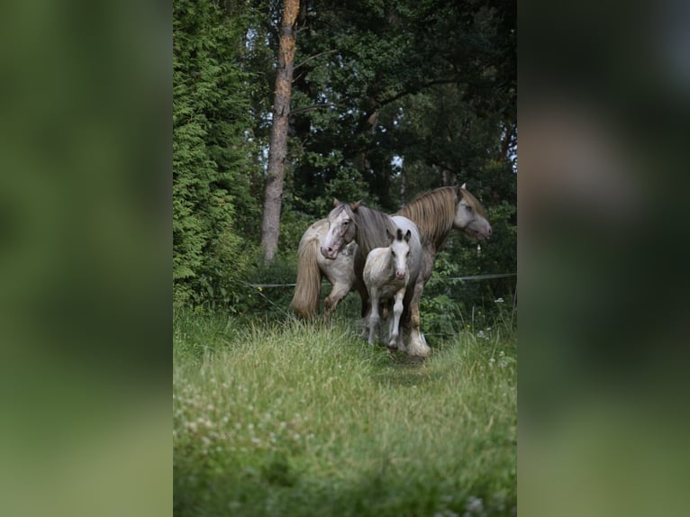 Cob Irlandese / Tinker / Gypsy Vanner Stallone Puledri
 (05/2024) 145 cm Leopard in Heiligengrabe