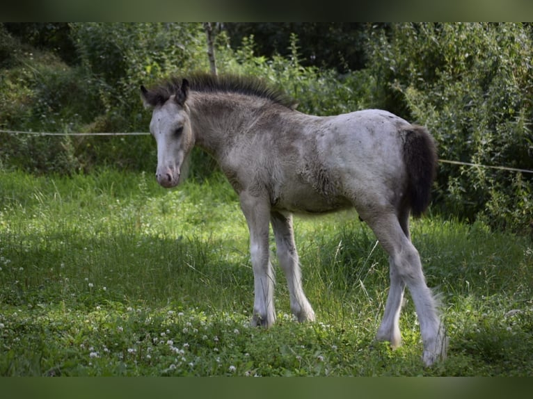 Cob Irlandese / Tinker / Gypsy Vanner Stallone Puledri
 (05/2024) 145 cm Leopard in Heiligengrabe