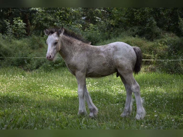 Cob Irlandese / Tinker / Gypsy Vanner Stallone Puledri
 (05/2024) 145 cm Leopard in Heiligengrabe