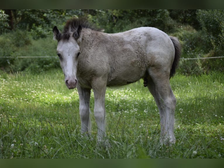 Cob Irlandese / Tinker / Gypsy Vanner Stallone Puledri
 (05/2024) 145 cm Leopard in Heiligengrabe