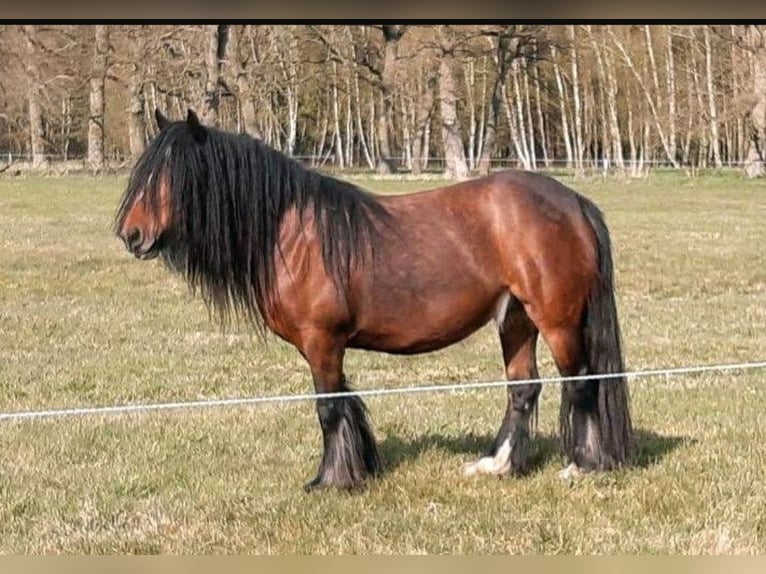 Cob Irlandese / Tinker / Gypsy Vanner Stallone Puledri
 (05/2024) 148 cm Morello in Wittstock/Dosse