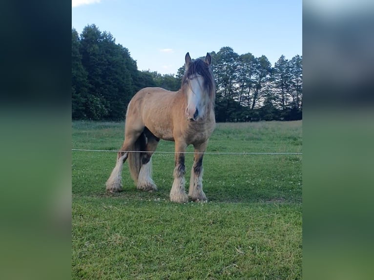 Cob Irlandese / Tinker / Gypsy Vanner Stallone Puledri
 (05/2024) 148 cm Morello in Wittstock/Dosse