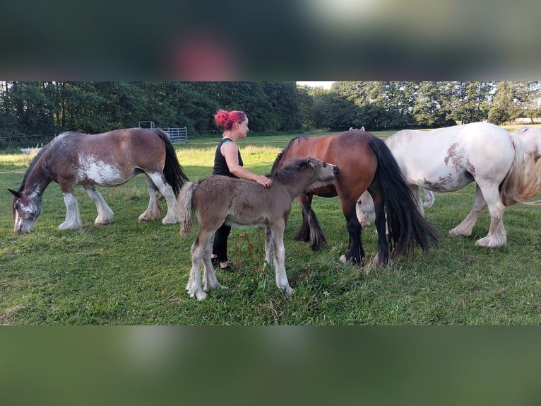 Cob Irlandese / Tinker / Gypsy Vanner Stallone Puledri
 (05/2024) 148 cm Morello in Wittstock/Dosse