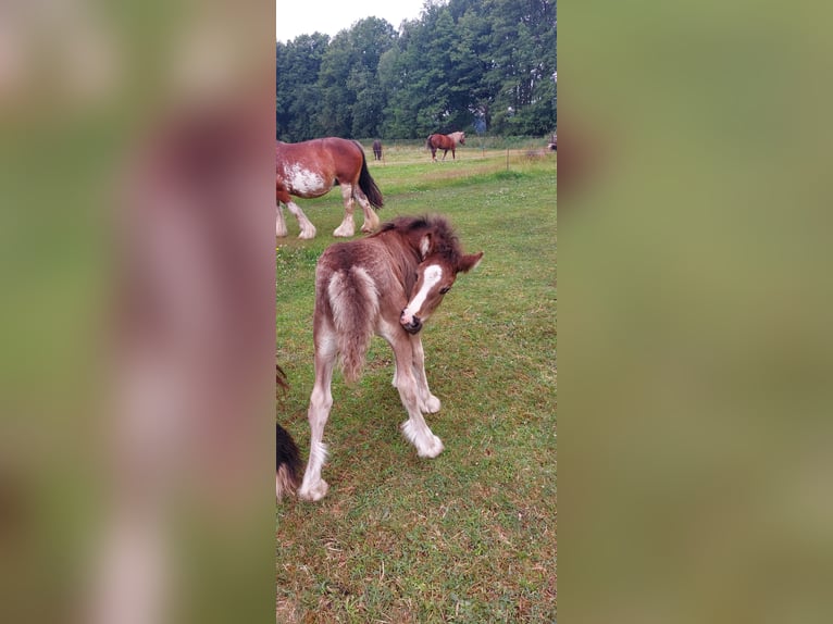 Cob Irlandese / Tinker / Gypsy Vanner Stallone Puledri
 (05/2024) 148 cm Morello in Wittstock/Dosse