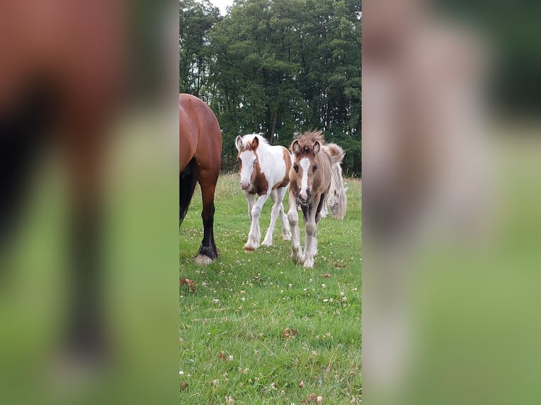 Cob Irlandese / Tinker / Gypsy Vanner Stallone Puledri
 (05/2024) 148 cm Morello in Wittstock/Dosse