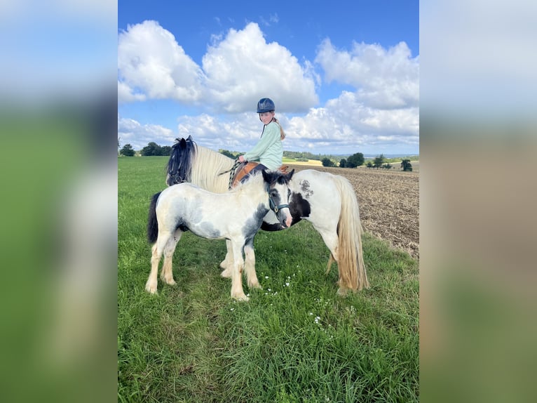 Cob Irlandese / Tinker / Gypsy Vanner Stallone Puledri (04/2024) 148 cm Tobiano-tutti i colori in Eisingen