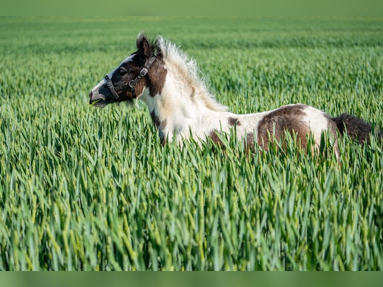 Cob Irlandese / Tinker / Gypsy Vanner Stallone Puledri (04/2024) 148 cm Tobiano-tutti i colori in Eisingen