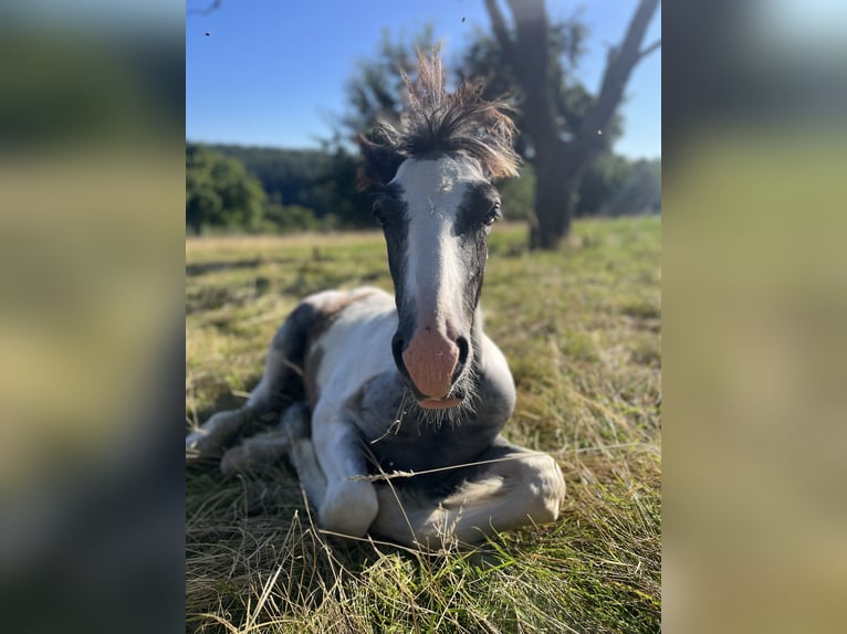 Cob Irlandese / Tinker / Gypsy Vanner Stallone Puledri (04/2024) 148 cm Tobiano-tutti i colori in Eisingen