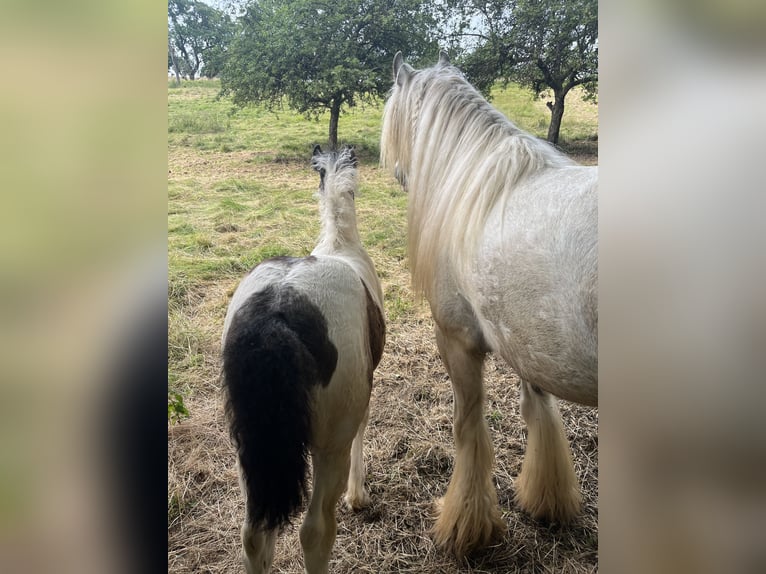 Cob Irlandese / Tinker / Gypsy Vanner Stallone Puledri (04/2024) 148 cm Tobiano-tutti i colori in Eisingen