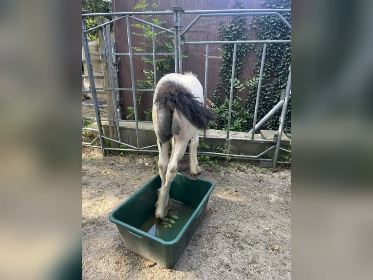 Cob Irlandese / Tinker / Gypsy Vanner Stallone Puledri (04/2024) 148 cm Tobiano-tutti i colori in Eisingen