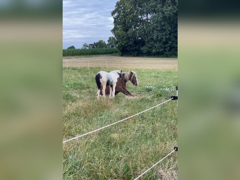 Cob Irlandese / Tinker / Gypsy Vanner Stallone Puledri (04/2024) 148 cm Tobiano-tutti i colori in Eisingen