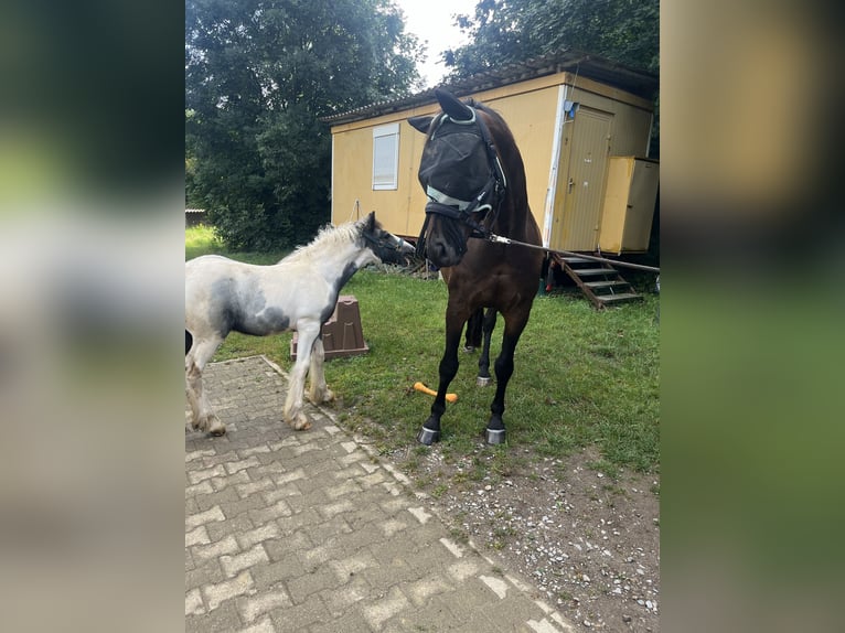 Cob Irlandese / Tinker / Gypsy Vanner Stallone Puledri (04/2024) 148 cm Tobiano-tutti i colori in Eisingen