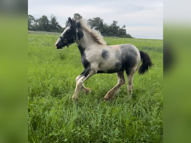 Cob Irlandese / Tinker / Gypsy Vanner Stallone Puledri (04/2024) 148 cm Tobiano-tutti i colori in Eisingen