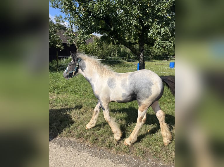 Cob Irlandese / Tinker / Gypsy Vanner Stallone Puledri (04/2024) 148 cm Tobiano-tutti i colori in Eisingen