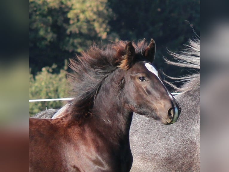 Cob Irlandese / Tinker / Gypsy Vanner Stallone  150 cm Morello in Besenbüren