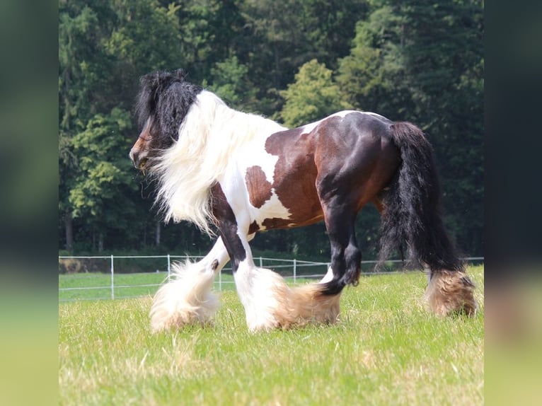 Cob Irlandese / Tinker / Gypsy Vanner Stallone  150 cm Morello in Besenbüren