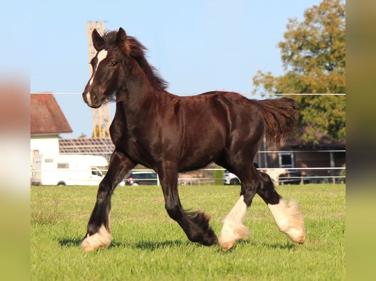 Cob Irlandese / Tinker / Gypsy Vanner Stallone  150 cm Morello in Besenbüren