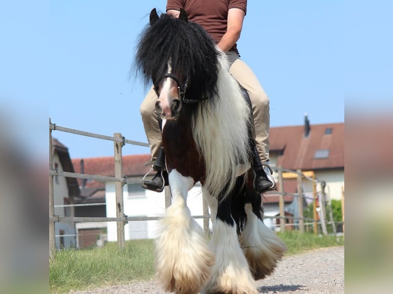 Cob Irlandese / Tinker / Gypsy Vanner Stallone  150 cm Morello in Besenbüren