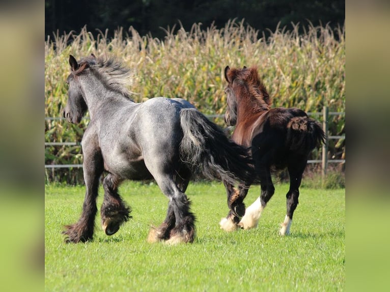 Cob Irlandese / Tinker / Gypsy Vanner Stallone  150 cm Morello in Besenbüren