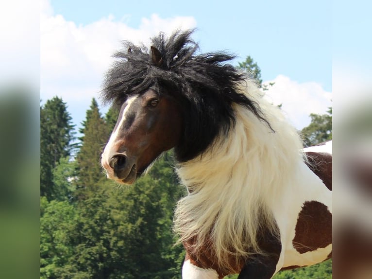 Cob Irlandese / Tinker / Gypsy Vanner Stallone  150 cm Morello in Besenbüren