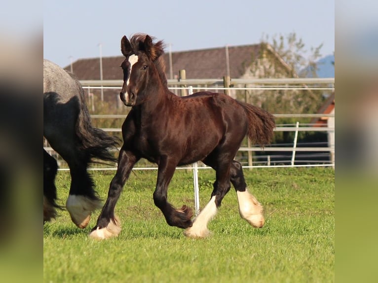 Cob Irlandese / Tinker / Gypsy Vanner Stallone  150 cm Morello in Besenbüren