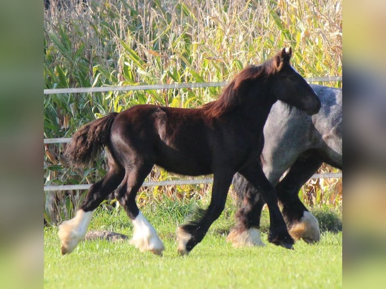 Cob Irlandese / Tinker / Gypsy Vanner Stallone  150 cm Morello in Besenbüren