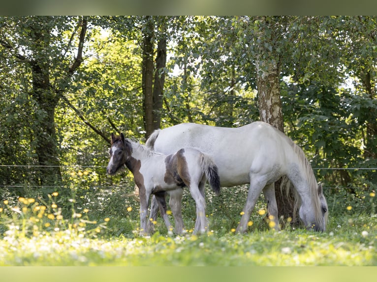 Cob Irlandese / Tinker / Gypsy Vanner Mix Stallone Puledri (05/2024) 150 cm Pezzato in Parsau