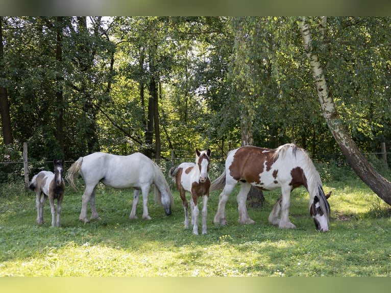 Cob Irlandese / Tinker / Gypsy Vanner Mix Stallone Puledri (05/2024) 150 cm Pezzato in Parsau