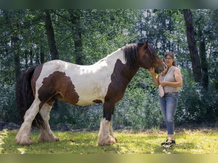 Cob Irlandese / Tinker / Gypsy Vanner Mix Stallone Puledri (05/2024) 150 cm Pezzato in Parsau