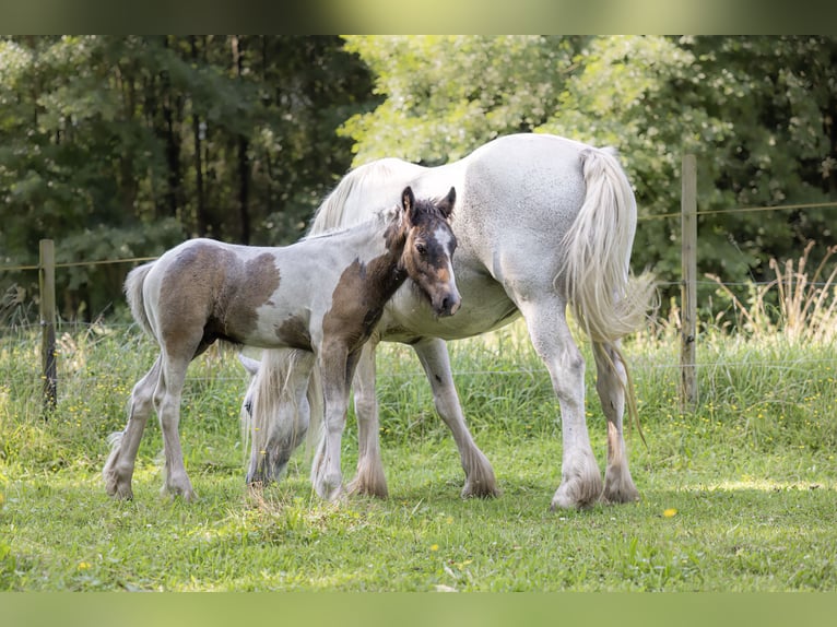 Cob Irlandese / Tinker / Gypsy Vanner Mix Stallone Puledri (05/2024) 150 cm Pezzato in Parsau