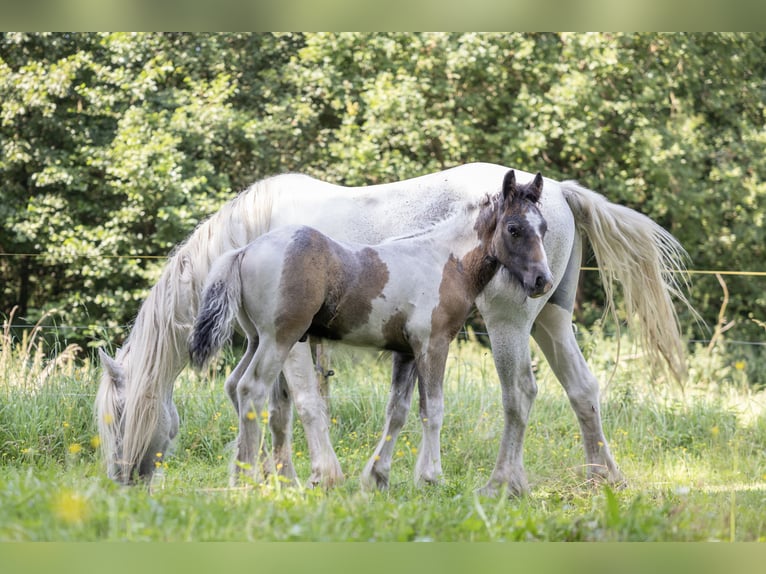 Cob Irlandese / Tinker / Gypsy Vanner Mix Stallone Puledri (05/2024) 150 cm Pezzato in Parsau