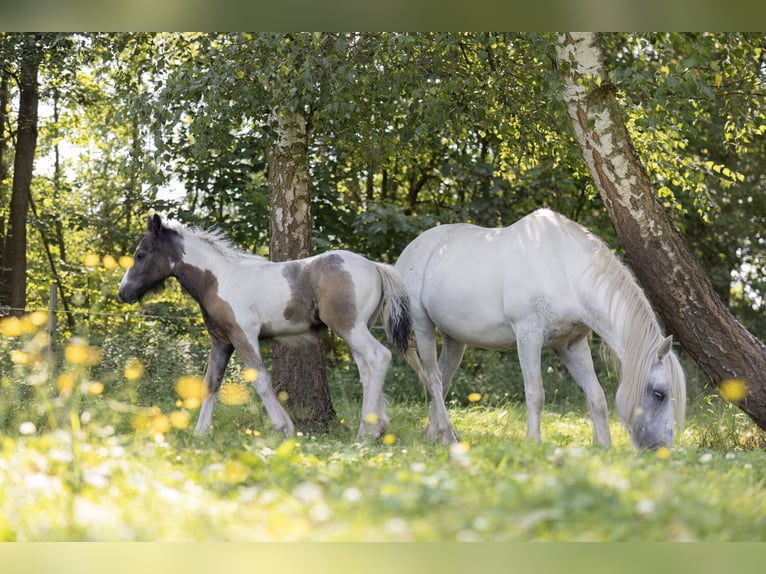 Cob Irlandese / Tinker / Gypsy Vanner Mix Stallone Puledri (05/2024) 150 cm Pezzato in Parsau