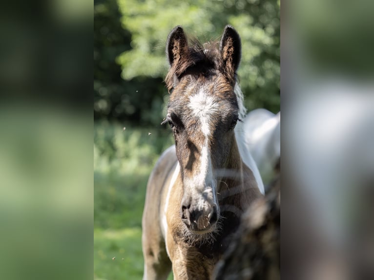 Cob Irlandese / Tinker / Gypsy Vanner Mix Stallone Puledri (05/2024) 150 cm Pezzato in Parsau