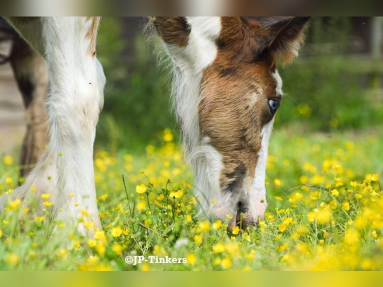 Cob Irlandese / Tinker / Gypsy Vanner Stallone Puledri (04/2024) 150 cm Tobiano-tutti i colori in Hulsberg