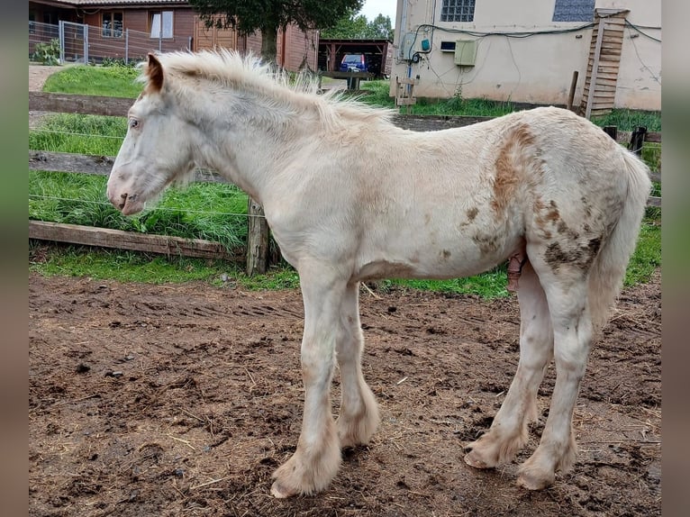 Cob Irlandese / Tinker / Gypsy Vanner Stallone Puledri (05/2024) 154 cm Sabino in Wlen