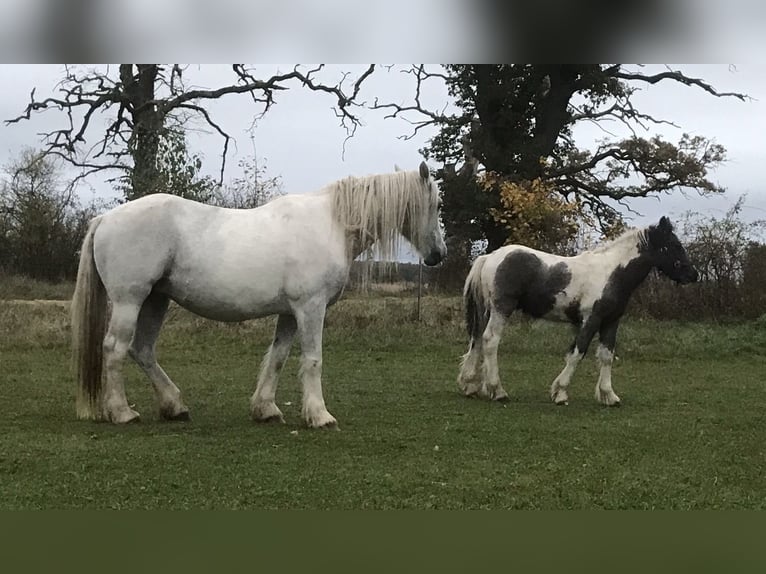 Cob Irlandese / Tinker / Gypsy Vanner Stallone Puledri (05/2024) 155 cm Pezzato in Parsau