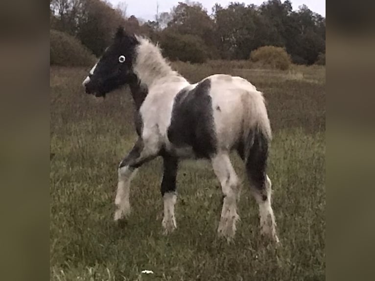 Cob Irlandese / Tinker / Gypsy Vanner Stallone Puledri (05/2024) 155 cm Pezzato in Parsau