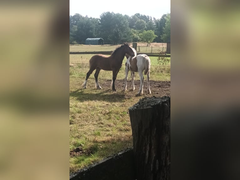 Cob Irlandese / Tinker / Gypsy Vanner Stallone Puledri
 (05/2024) Baio in Hanstedt