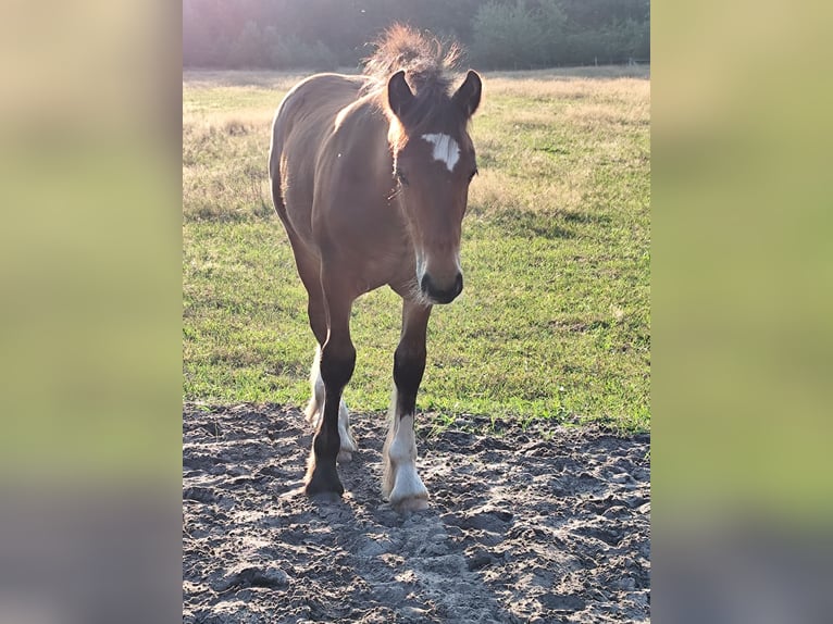 Cob Irlandese / Tinker / Gypsy Vanner Stallone Puledri
 (05/2024) Baio in Hanstedt