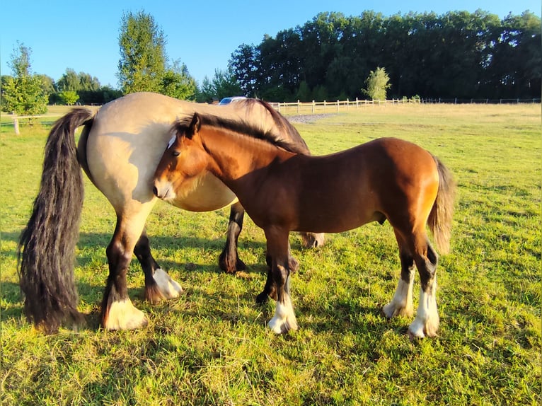 Cob Irlandese / Tinker / Gypsy Vanner Stallone Puledri
 (05/2024) Baio in Hanstedt