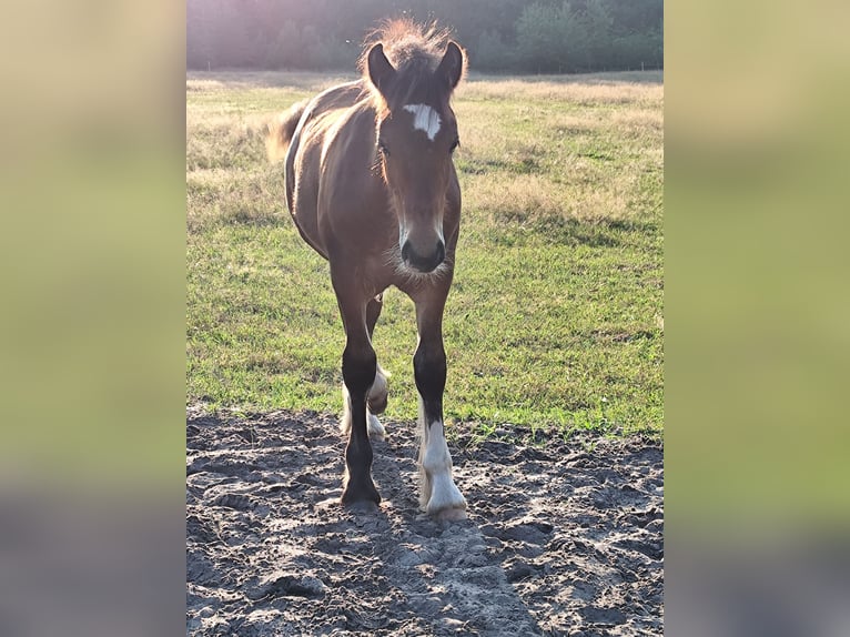 Cob Irlandese / Tinker / Gypsy Vanner Stallone Puledri
 (05/2024) Baio in Hanstedt