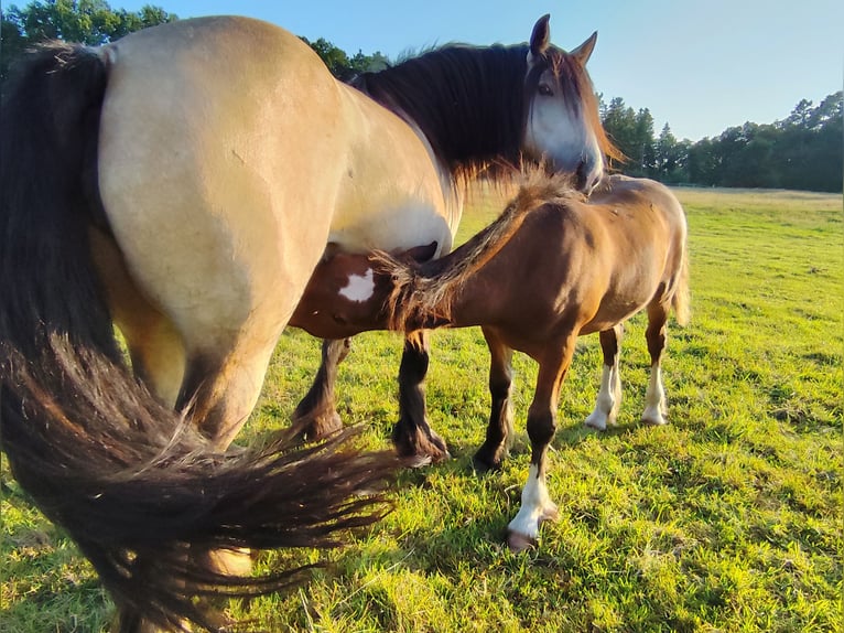 Cob Irlandese / Tinker / Gypsy Vanner Stallone Puledri
 (05/2024) Baio in Hanstedt