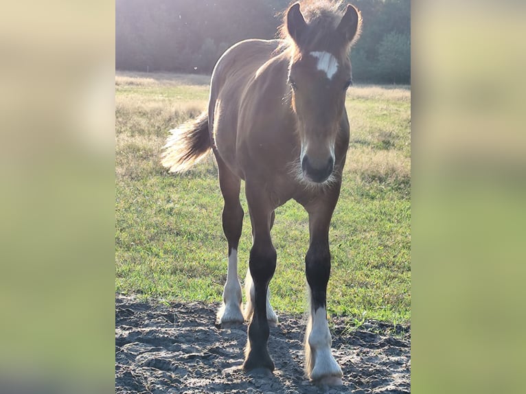 Cob Irlandese / Tinker / Gypsy Vanner Stallone Puledri
 (05/2024) Baio in Hanstedt